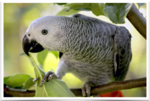 Buy Exotic Birds Online, Pets birds for sale, birds for sale