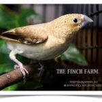 Buy African Silverbill Online
