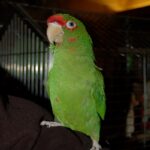 BUY MILITARY MACAW ONLINE