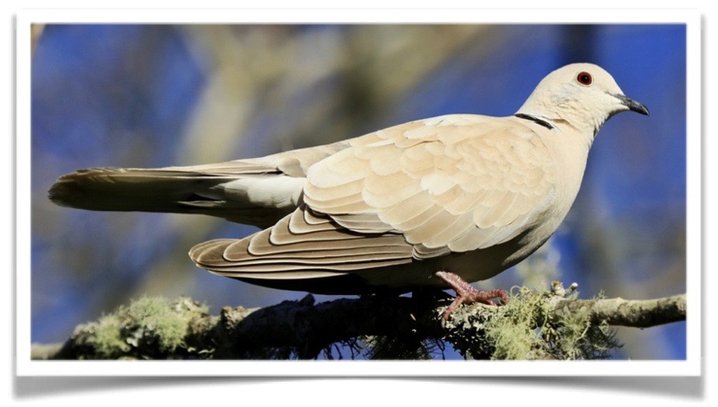 Buy Ring-necked Dove - Beige (Wild Color) Online