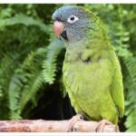 Buy Blue Crowned Conure Online