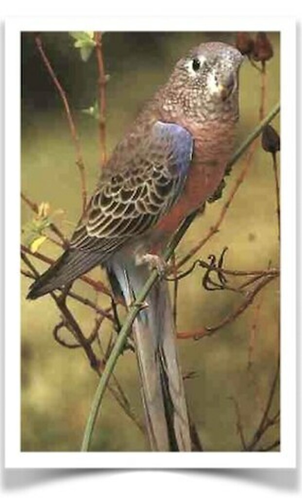 Buy Bourke's Parrot Online