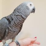 BUY AFRICAN GREY PARROT FOR SALE