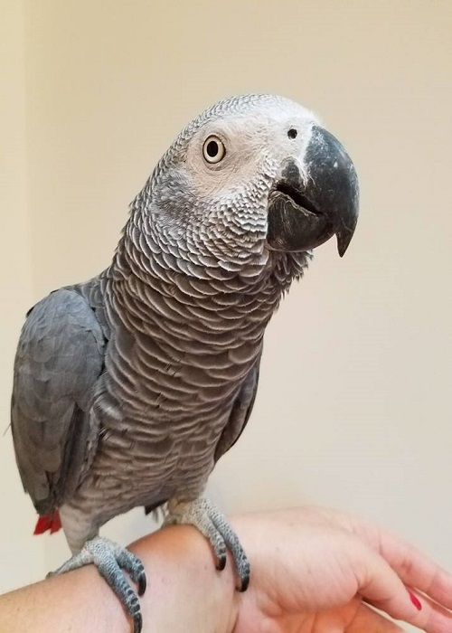 BUY AFRICAN GREY PARROT FOR SALE - Image 3