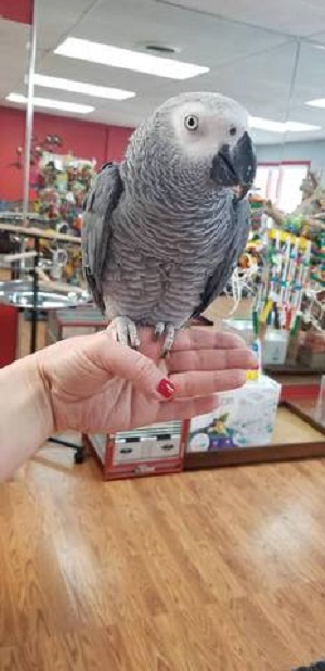 BUY AFRICAN GREY PARROT FOR SALE - Image 4