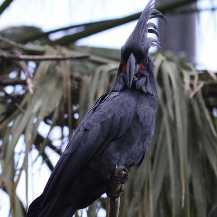BUY BLACK PALM COCKATOO FOR SALE - Image 5