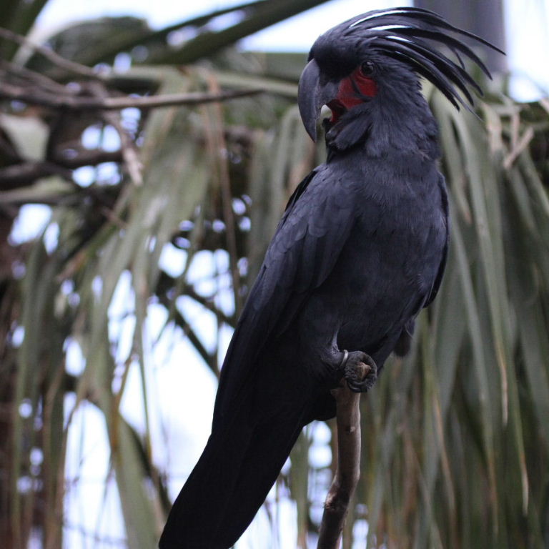 BUY BLACK PALM COCKATOO FOR SALE - Image 4
