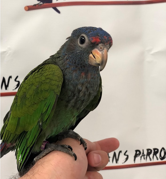 BUY BLUE HEADED PIONUS FOR SALE