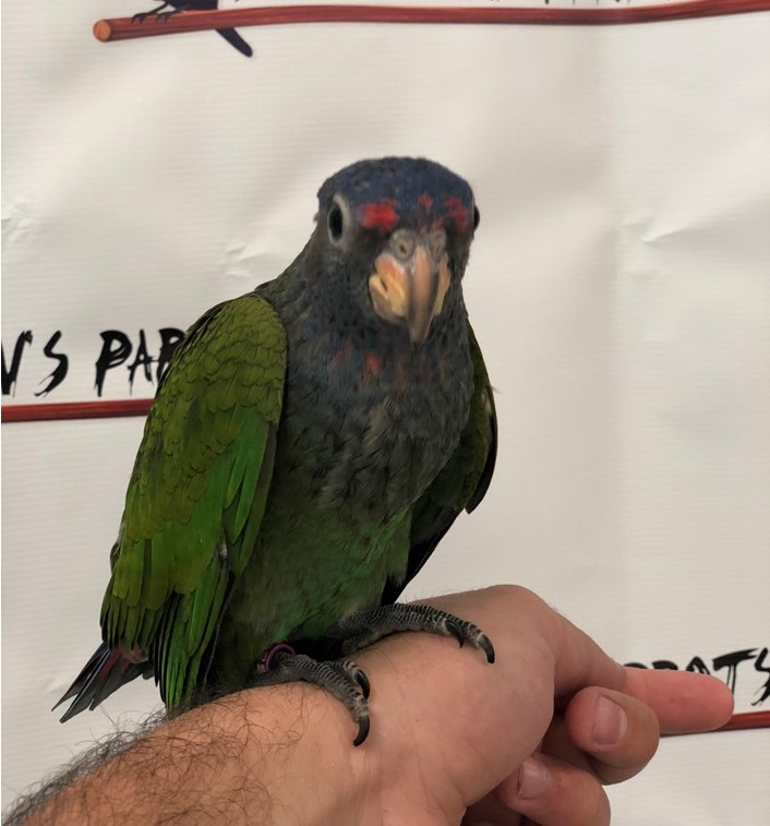 BUY BLUE HEADED PIONUS FOR SALE - Image 4
