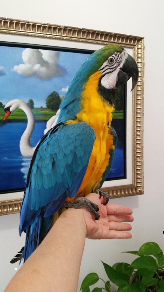 BUY CHEAP MACAWS ONLINE