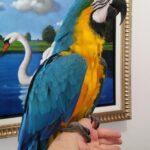 BUY CHEAP MACAWS ONLINE