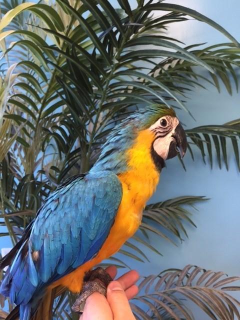 BUY CHEAP MACAWS ONLINE - Image 3