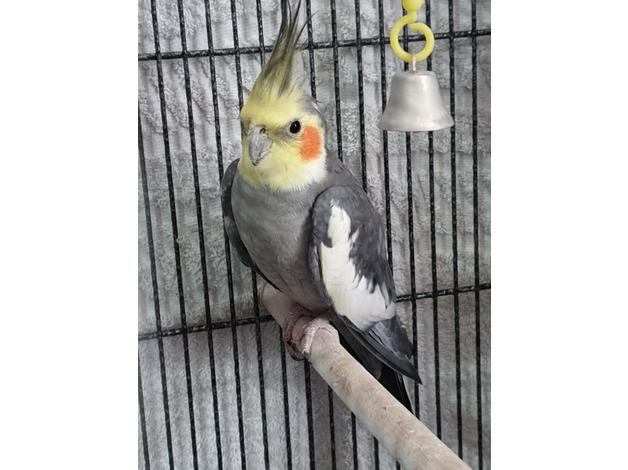 BUY COCKATIEL BIRD FOR SALE