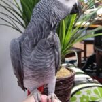 BUY CONGO AFRICAN GREY FOR SALE