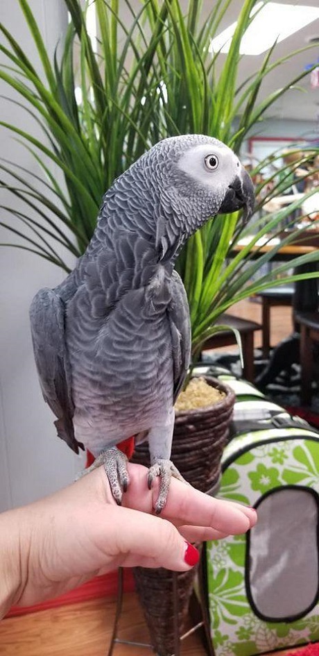 BUY CONGO AFRICAN GREY FOR SALE