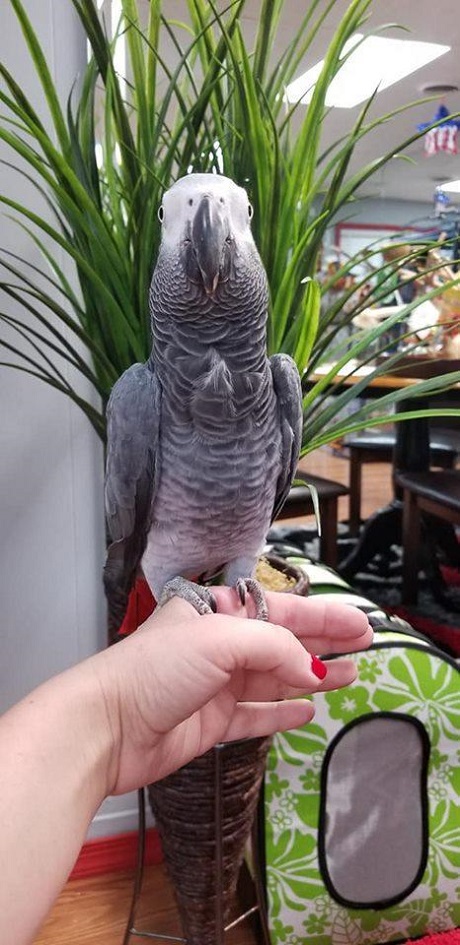 BUY CONGO AFRICAN GREY FOR SALE - Image 3