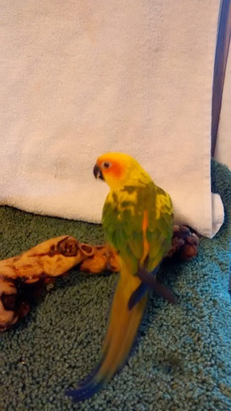 BUY CONURE FOR SALE - Image 4