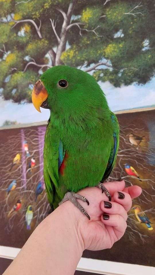 BUY ECLECTUS PARROT FOR SALE
