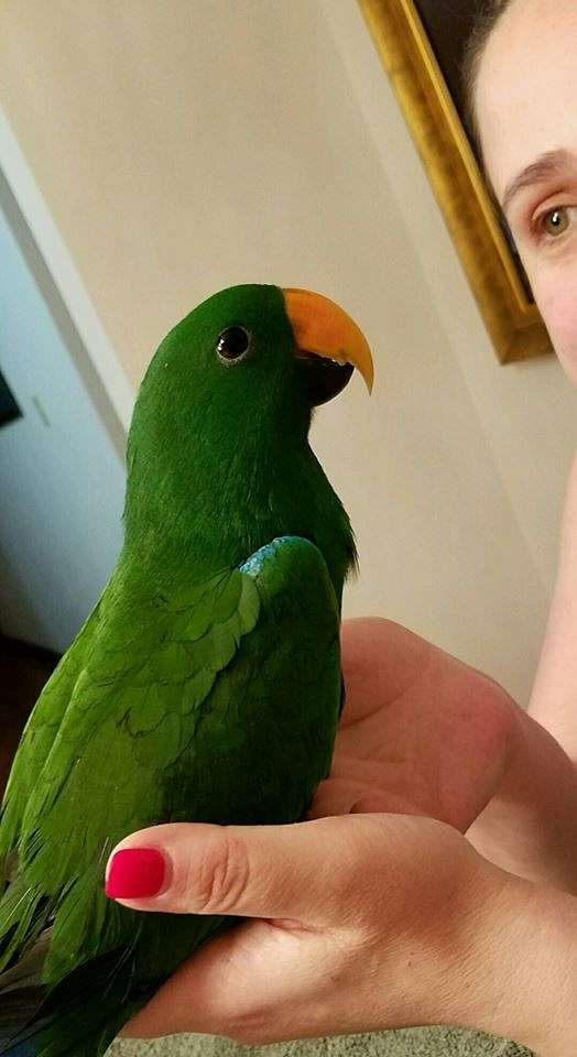 BUY ECLECTUS PARROT FOR SALE - Image 2