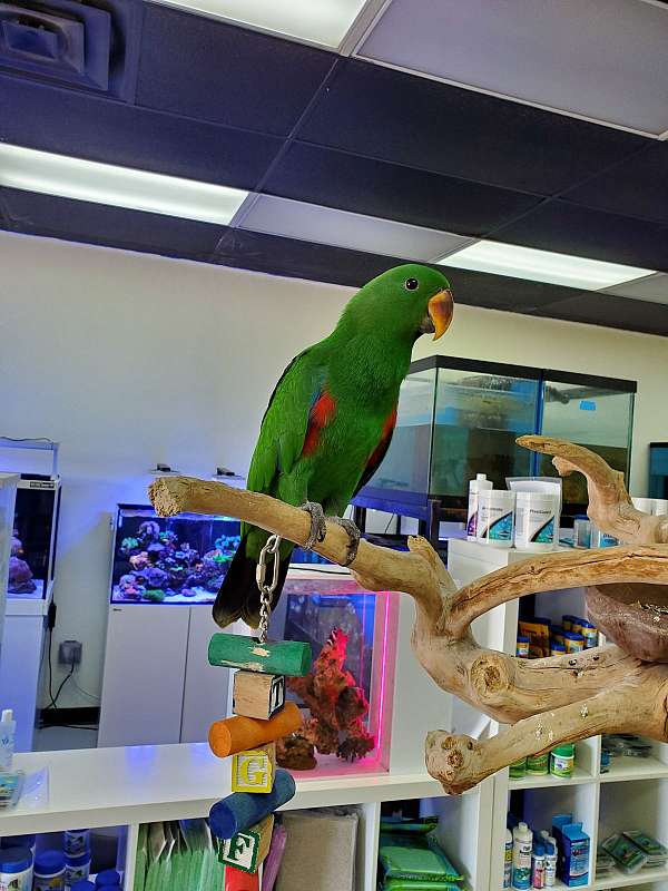 BUY ECLECTUS PARROT FOR SALE - Image 3