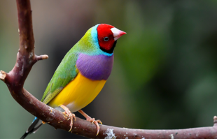 Finches