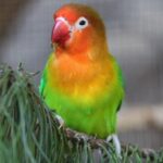 BUY FISCHER’S LOVEBIRD FOR SALE
