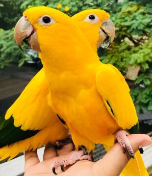 Conures