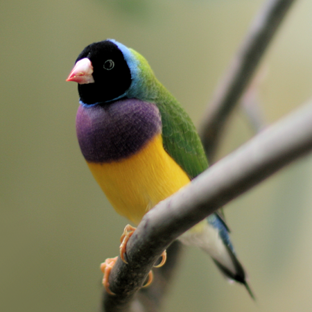 BUY GOULDIAN FINCH FOR SALE - Image 3