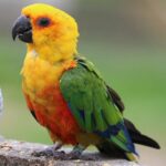 BUY JENDAY CONURE FOR SALE