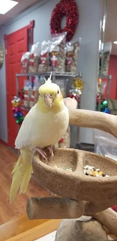 BUY LUTINO COCKATIEL FOR SALE