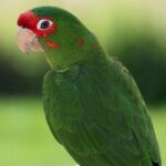 BUY MITRED CONURE FOR SALE