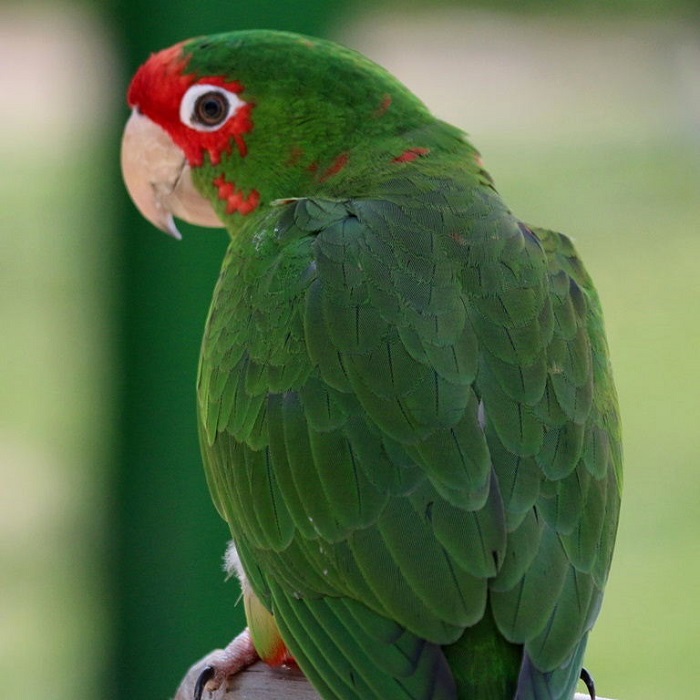 BUY MITRED CONURE FOR SALE - Image 4