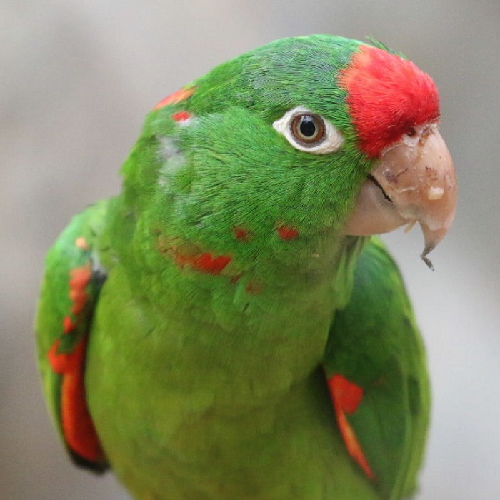 BUY MITRED CONURE FOR SALE - Image 3