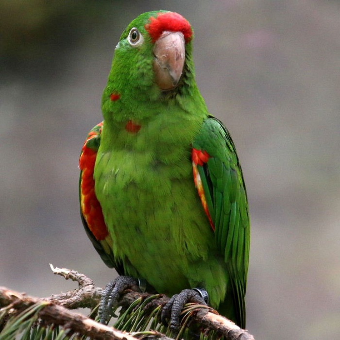 BUY MITRED CONURE FOR SALE - Image 2