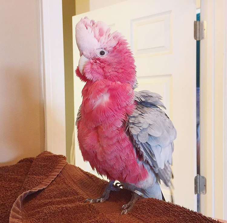 Buy Rose Breasted Cockatoo