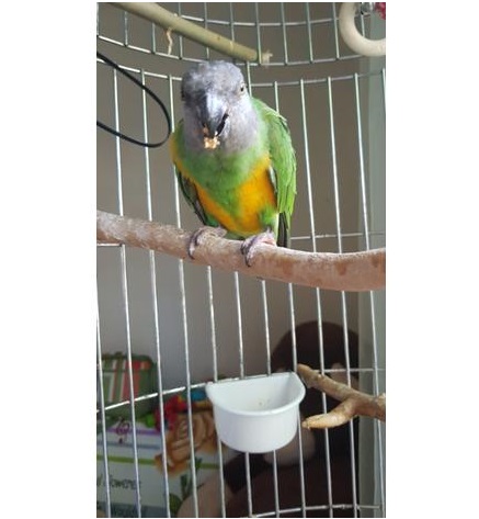 BUY SENEGAL PARROT FOR SALE - Image 2