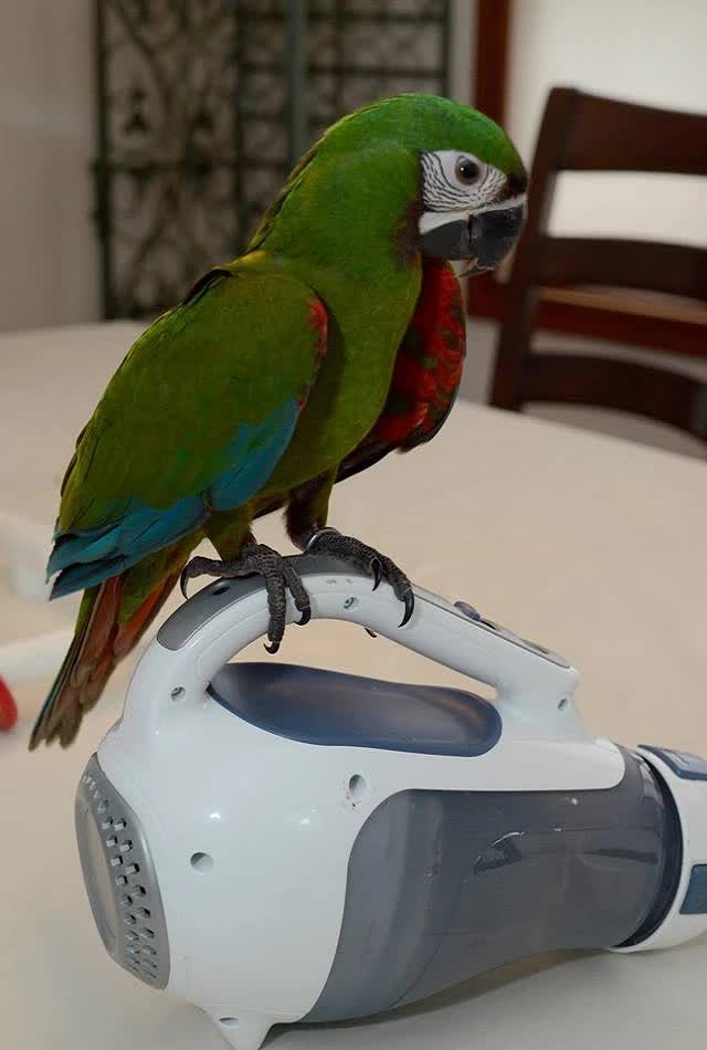 BUY SEVERE MACAW FOR SALE