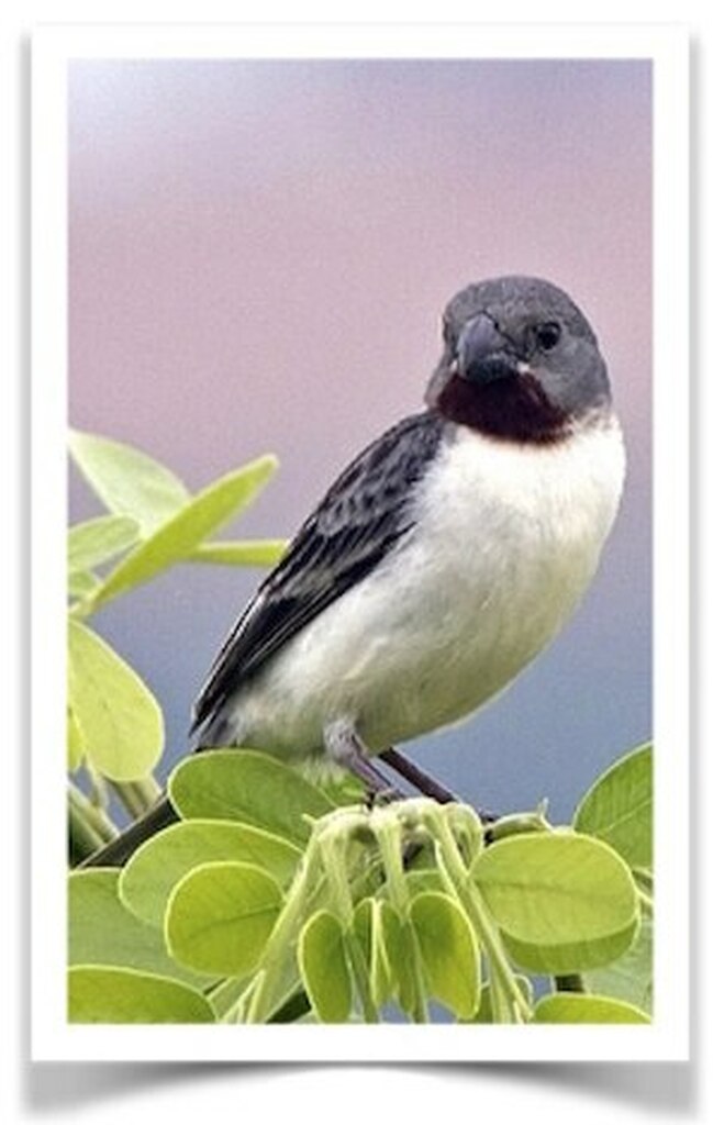 Buy Chestnut Throated Seedeater Online