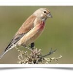 Buy Common Linnet Finch Online