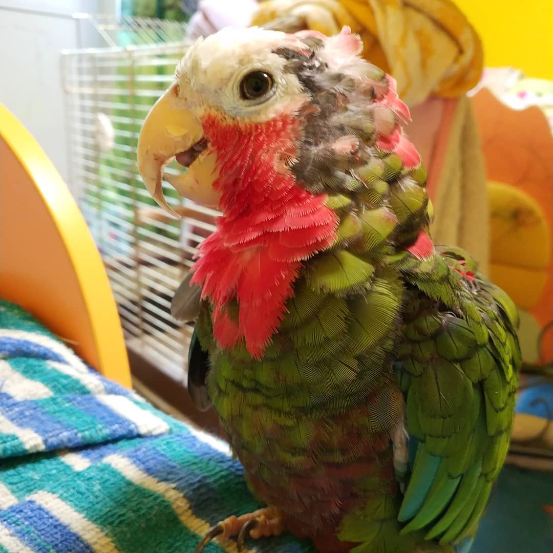 Cuban amazon
