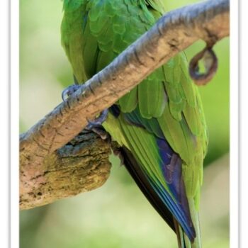 Buy Dusky-headed Conure Online