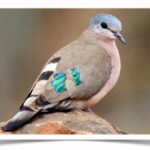 Buy Emerald Spotted Dove Online