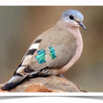 Buy Emerald Spotted Dove Online