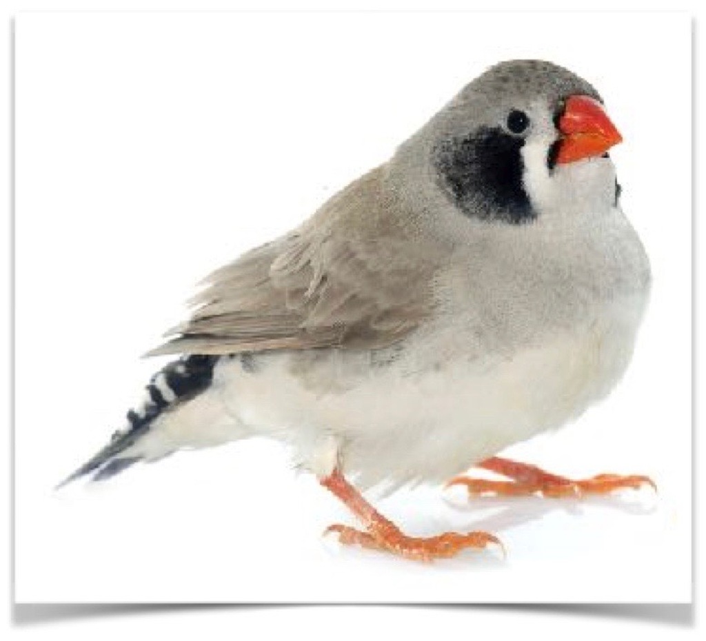 Buy Zebra Finch - Black Cheek Online