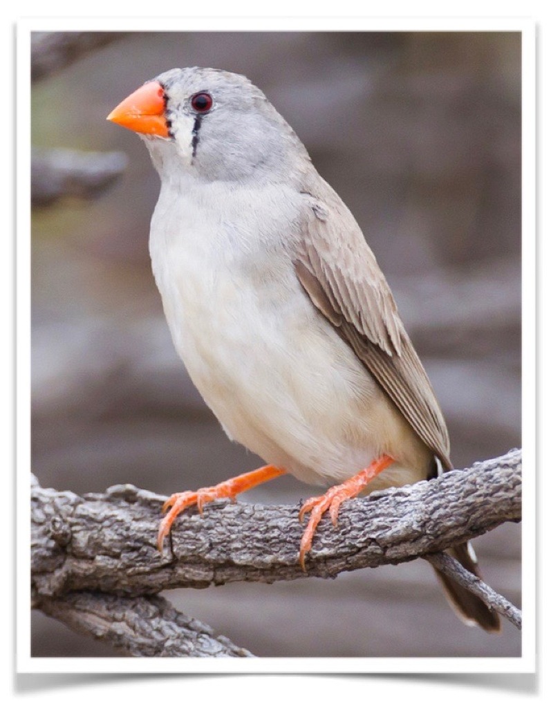 Buy Zebra Finch - Normal Online - Image 3