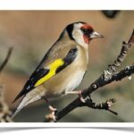 Buy Euro Goldfinch - Parva Online