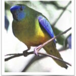 Buy Green Turquoisine Online