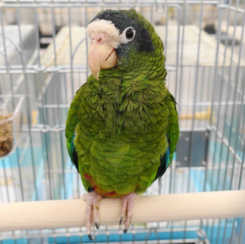 Hispaniolan amazon