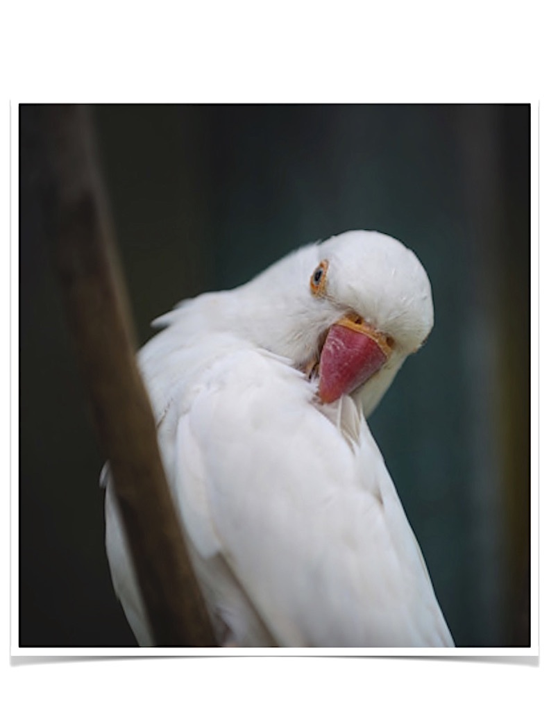 Buy Albino Indian Ringneck Parakeet Online - Image 2