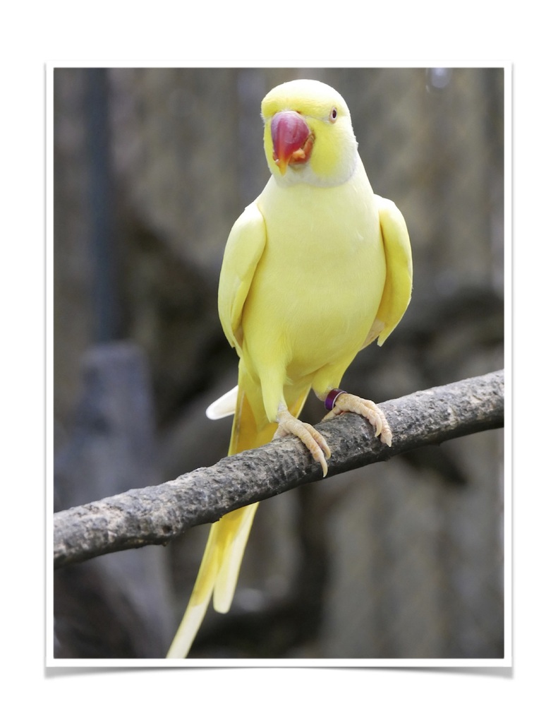 Buy Lutino Indian Ringneck Parakeet Online - Image 3
